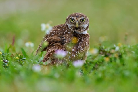 Burrowing owl (Speotyto cunicularia), sitting in a meadow and observing the surroundings, Pembroke