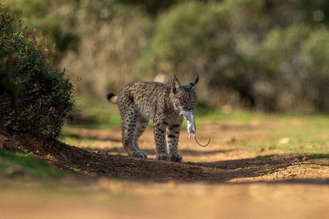 Lynx pardinus, young male, with rat in mouth, prey, La Mancha, Spain, Europe