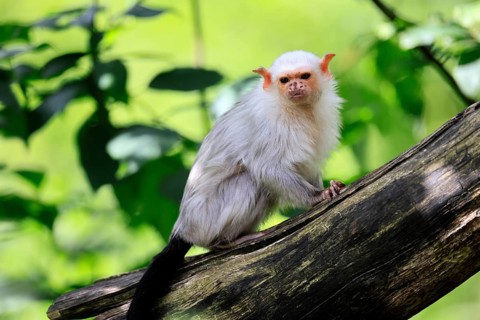 Silver marmoset (Mico argentatus, Syn.: Callithrix argentata), silver marmoset, adult, tree trunk,