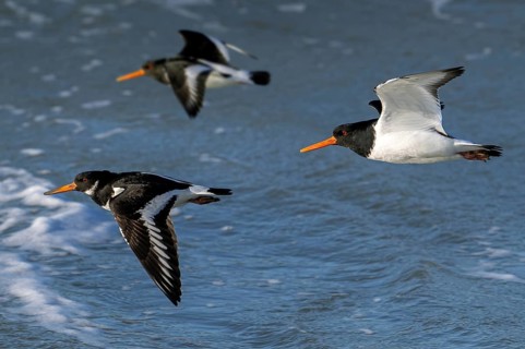 Three common pied oystercatchers, Eurasian oystercatcher (Haematopus ostralegus) flying over sea