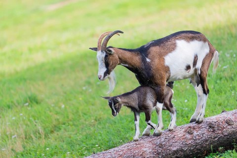 One female Tauernschecke goat, Capra aegagrus hircus, balancing along a tree trunk lying on meadow.