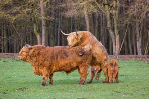 A Highland Cow (Bos (primigenius) in heat mounts a bull