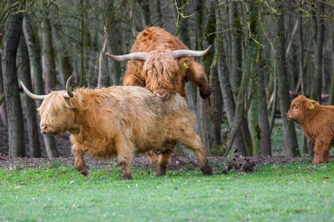 One Highland bull (Bos (primigenius) taurus) chases a cow before mating