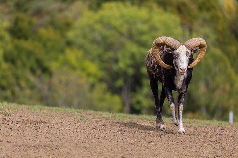 One male snow sheep (Ovis nivicola), or Siberian bighorn sheep walks on dry soil