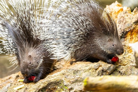 Old World porcupines (Hystrix cristata), Germany, Europe