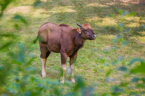 A young female Gaur (Bos gaurus gaurus) stands on a green meadow