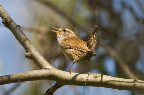 Wren (Troglodytes troglodytes), male singing, Thuringia, Germany, Europe