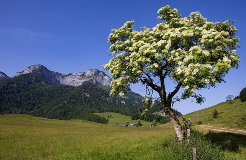 Blossoming elder bush on the Eisenaualm with Schafberg, Osterhorngruppe, Salzkammergut, Land