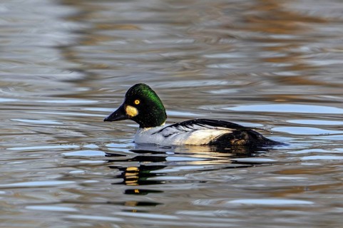Common goldeneye (Bucephala clangula) adult male swimming in lake in winter