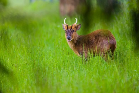 One male Reeves's muntjac (Muntiacus reevesi) stands on a green meadow