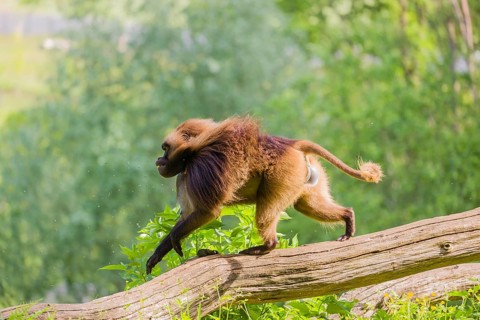 An adult male Gelada (Theropithecus gelada), or bleeding-heart monkey, runs over a log