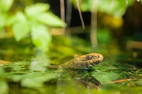 A dice snake (Natrix tessellata tessellata) swims in its habitat
