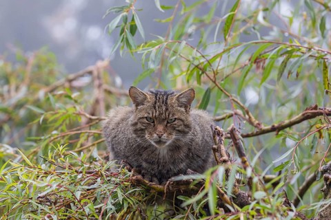 One European wildcat, Felis silvestris silvestris, resting in a green weeping willow tree. Green