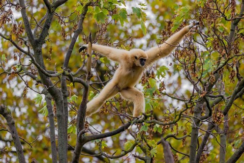 A White-handed gibbon, Hylobates lar, climbs in a tree
