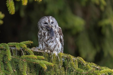 One tawny owl or brown owl (Strix aluco) sitting on a branch of a spruce tree, feeding on a mouse