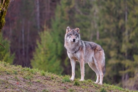 An adult male grey wolf (Canis lupus lupus) stands on a sloping meadow on a hill and observes the