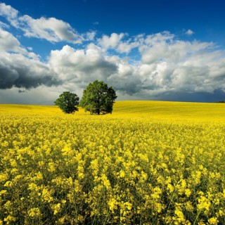 Solitary oaks in a flowering rape field, approaching thunderstorm, Saxony-Anhalt, Germany, Europe