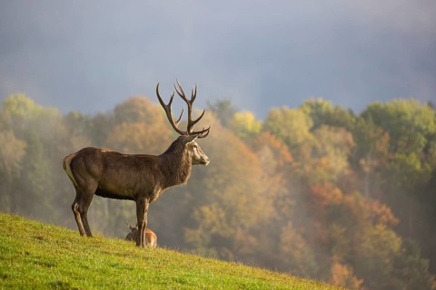 A red deer stag (Cervus elaphus) is standing in a meadow in hilly terrain. A forest with autumn