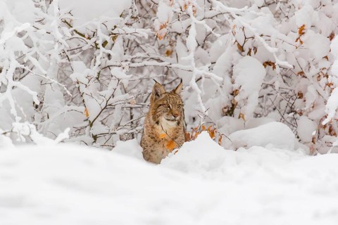 One young male Eurasian lynx, (Lynx lynx), walking through deep snow covered undergrowth in a