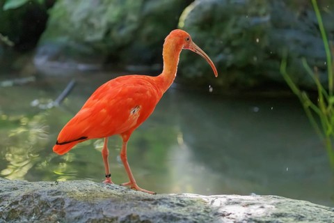 A scarlet ibis (Eudocimus ruber) stands on a stone lying in the shallow water of a riverbank and