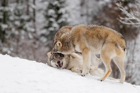 Two young grey wolves (Canis lupus lupus) play with its father on the sloping, snow-covered meadow