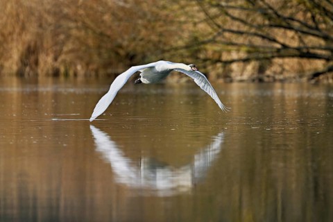 Mute swan (Cygnus olor), flying over the water, Flachsee, nature reserve, Reusstal, Canton Aargau,