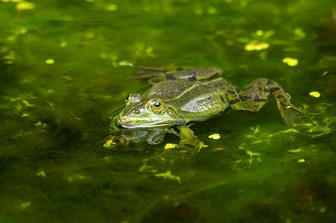 Edible frog (Pelophylax esculentus) in a little lake in the water, Bavaria, Germany, Europe