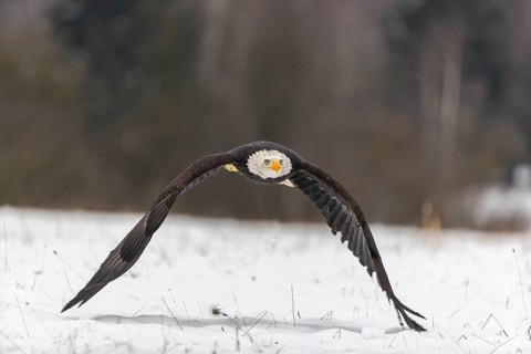 One Bald Eagle, Haliaeetus leucocephalus, flying over a snowy meadow with a birch tree forest in