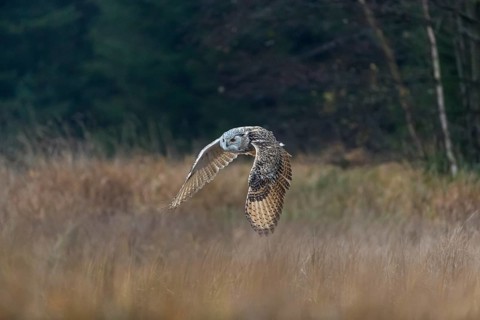 One Siberian Eagle Owl (Bubo bubo sibiricus) flying over tall reed grass lakeshore on an autumnal