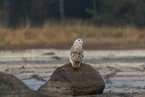 One Siberian Eagle Owl (Bubo bubo sibiricus) sitting on a rock at a dry lakeshore on an autumnal