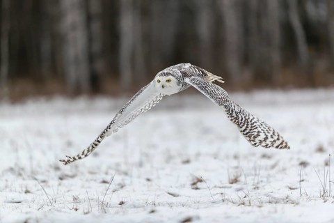 One snowy owl, Bubo scandiacus, Bubo scandiaca, Nyctea scandiaca flying over a snowy meadow with a
