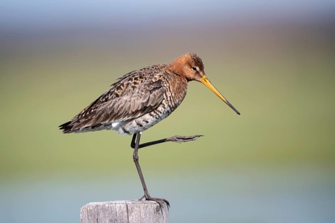 Black-tailed godwit (Limosa limosa), preening itself, plumage care, Ochsenmoor, Dümmer, Lemförde,