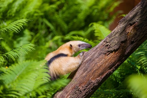 A southern tamandua (Tamandua tetradactyla), climbs up a tree in a forest