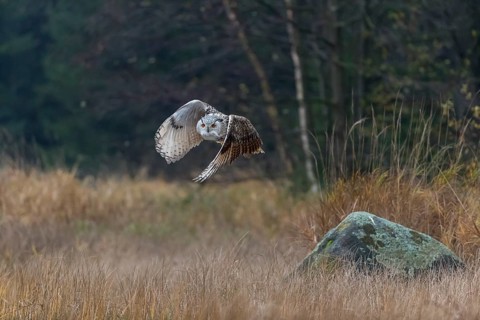 One Siberian Eagle Owl (Bubo bubo sibiricus) flying over tall reed grass lakeshore on an autumnal