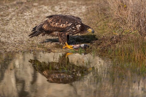 One white-tailed eagle (Haliaeetus albicilla) sitting lakeshore in early light, feeding on a common