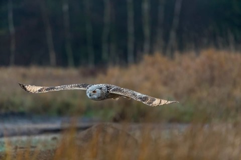 One Siberian Eagle Owl (Bubo bubo sibiricus) flying over tall reed grass lakeshore on an autumnal