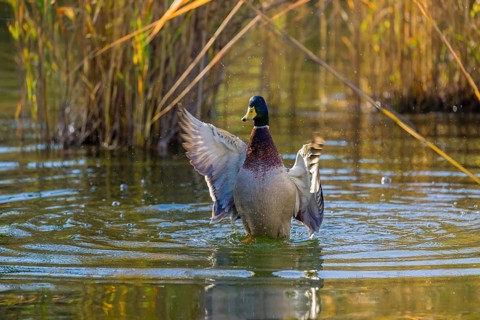 A male mallard or wild duck (Anas platyrhynchos) bathes in a pond, flapping its wings