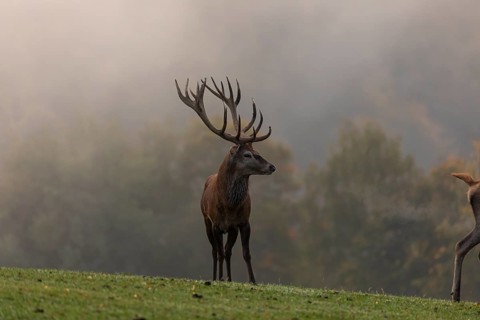 One Red Deer stag (Cervus elaphus) at the rutting season, calling . A forest in fall foliage and
