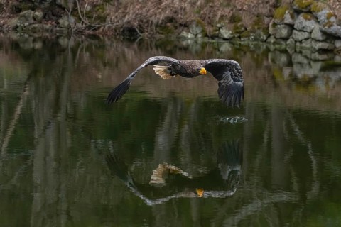 One young Steller's sea eagle (Haliaeetus pelagicus) flying over a lake. A forest in the background