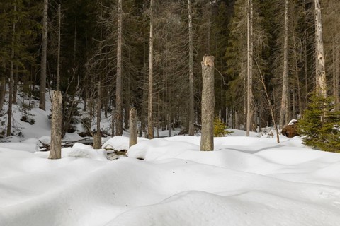 Lake Grosser Arbersee in late winter. The lake and the adjacent forest are snow covered. Germany,