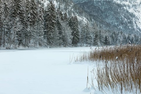 Misty morning on Lake Almsee which is frozen and snow covered. Snow on the forest and reed grass on
