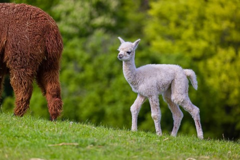 One brown female Alpaca (Vicugna pacos) stands with her young on a fresh green meadow . A green