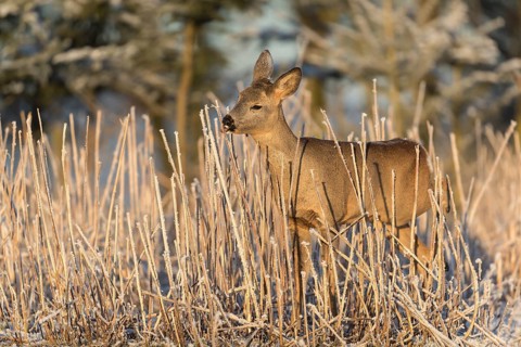 Roe deer standing in hoar frosted dead stinging nettle at minus 15 °C at sunrise. Licking off the