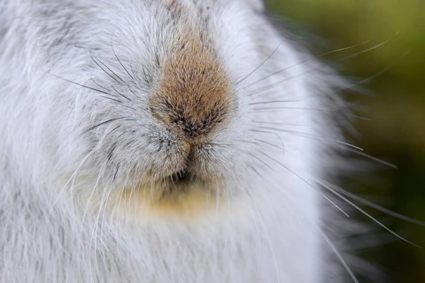 Mountain hare, alpine hare, snow hare (Lepus timidus) close-up of nose and whiskers in white winter