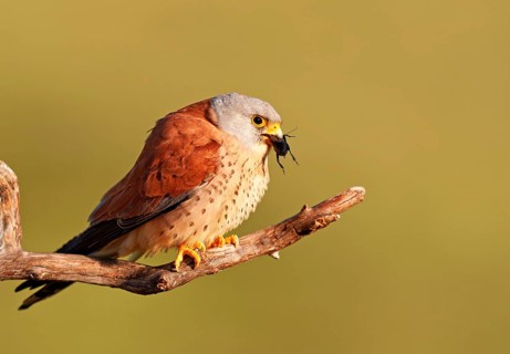 WW_V_FA_ROE_240462Q_351 Male lesser kestrel (Falco naumanni) with prey, Extremadura, Spain, Europe