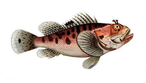 Fish, fish, genus of fish from the scorpionfish family, Scorpaena scrofa, the poisinnet grooper,