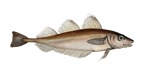 Fish, Fish, Family of cod, Gadus merlangus, The whiting, the wiiting, Historical, digitally