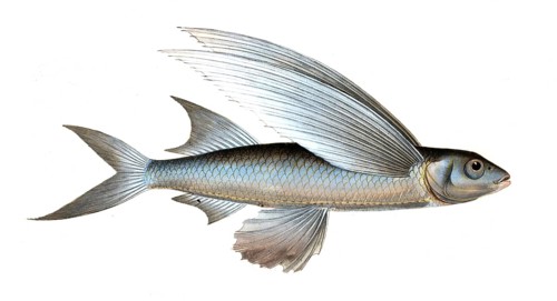 Fish, Fish, genus Flying fish, Exocoetus mesogaster, the middle-Pinned Flying-Fish, Historical,