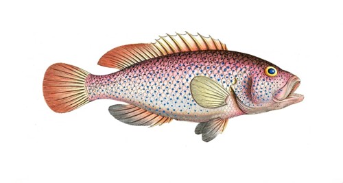 Fish, Fishes, Genus of the family Perch, Perca punctata, dotted perch, Negro fish, Historical,