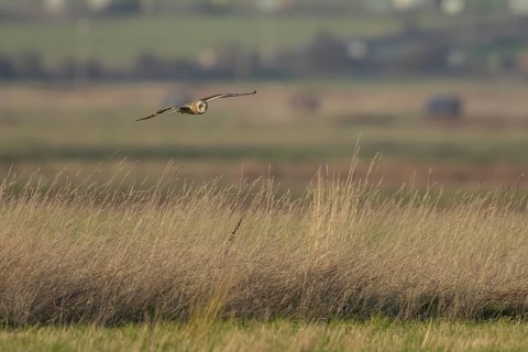 Short-eared owl (Asio flammeus) adult bird flying hunting over grassland, England, United Kingdom,